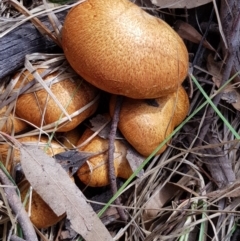 zz bolete at Corrowong, NSW - 27 Nov 2018 10:47 AM