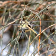 Hemicordulia tau (Tau Emerald) at Majura, ACT - 24 Nov 2018 by jb2602