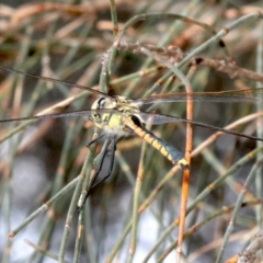 Hemicordulia tau (Tau Emerald) at Majura, ACT - 24 Nov 2018 by jbromilow50