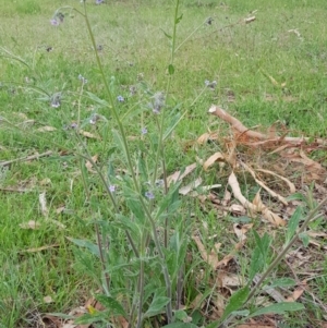 Cynoglossum australe at Tombong, NSW - 22 Nov 2018 10:10 AM