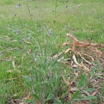 Cynoglossum australe (Australian Forget-me-not) at Tombong, NSW - 22 Nov 2018 by BlackFlat