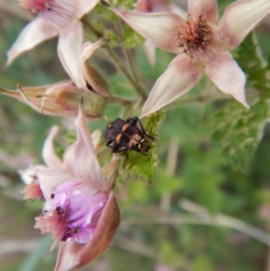 Eleale pulchra at Dunlop, ACT - 25 Nov 2018 02:25 PM