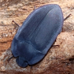 Pterohelaeus planus (Pie dish beetle) at Majura, ACT - 24 Nov 2018 by jbromilow50