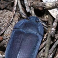 Pterohelaeus planus at Majura, ACT - 24 Nov 2018