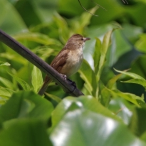 Acrocephalus australis at Canberra, ACT - 25 Nov 2018