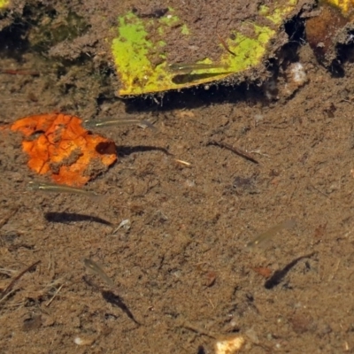 Gambusia holbrooki (Gambusia, Plague minnow, Mosquito fish) at Commonwealth & Kings Parks - 25 Nov 2018 by RodDeb