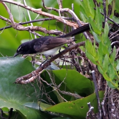 Rhipidura leucophrys (Willie Wagtail) at Commonwealth & Kings Parks - 25 Nov 2018 by RodDeb