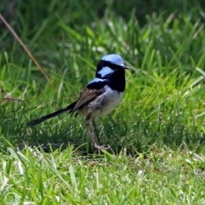 Malurus cyaneus at Parkes, ACT - 25 Nov 2018