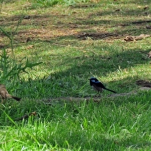 Malurus cyaneus at Parkes, ACT - 25 Nov 2018