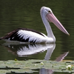 Pelecanus conspicillatus (Australian Pelican) at Parkes, ACT - 25 Nov 2018 by RodDeb