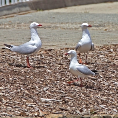 Chroicocephalus novaehollandiae (Silver Gull) at Parkes, ACT - 25 Nov 2018 by RodDeb