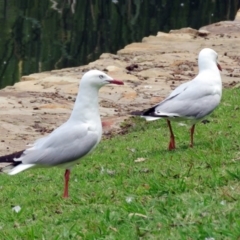 Chroicocephalus novaehollandiae at Parkes, ACT - 25 Nov 2018