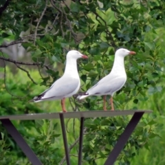 Chroicocephalus novaehollandiae at Parkes, ACT - 25 Nov 2018