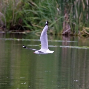 Chroicocephalus novaehollandiae at Parkes, ACT - 25 Nov 2018