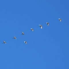 Threskiornis molucca (Australian White Ibis) at Parkes, ACT - 25 Nov 2018 by RodDeb