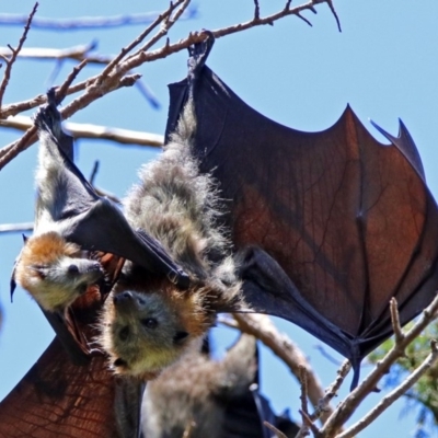 Pteropus poliocephalus (Grey-headed Flying-fox) at Canberra, ACT - 25 Nov 2018 by RodDeb