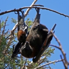 Pteropus poliocephalus at Canberra, ACT - 25 Nov 2018