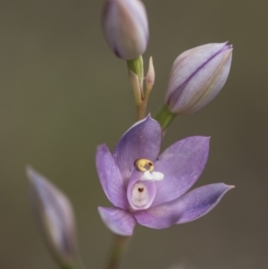 Thelymitra alpina at Cotter River, ACT - suppressed