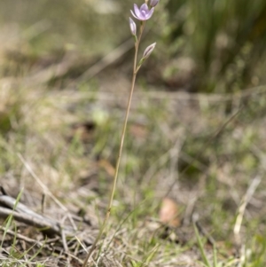 Thelymitra alpina at Cotter River, ACT - suppressed