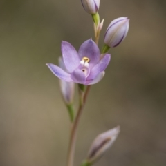 Thelymitra alpina at Cotter River, ACT - suppressed