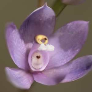 Thelymitra alpina at Cotter River, ACT - suppressed