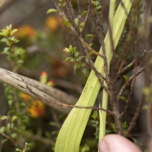 Thelymitra alpina at Cotter River, ACT - suppressed