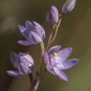 Thelymitra alpina at Cotter River, ACT - 25 Nov 2018