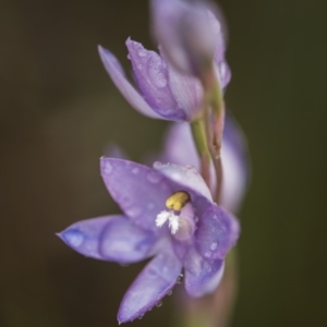 Thelymitra alpina at Cotter River, ACT - 25 Nov 2018