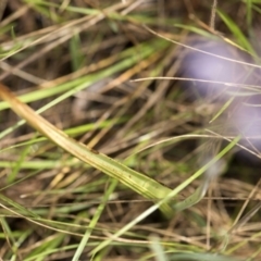 Thelymitra alpina at Cotter River, ACT - 25 Nov 2018