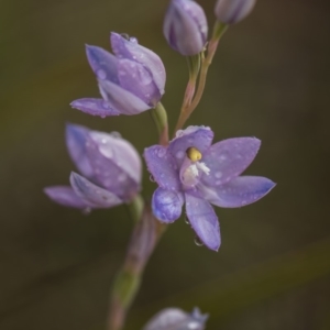 Thelymitra alpina at Cotter River, ACT - 25 Nov 2018