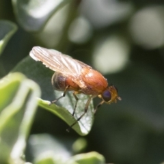 Lauxaniidae (family) (Unidentified lauxaniid fly) at Michelago, NSW - 10 Nov 2018 by Illilanga