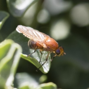 Lauxaniidae (family) at Michelago, NSW - 10 Nov 2018