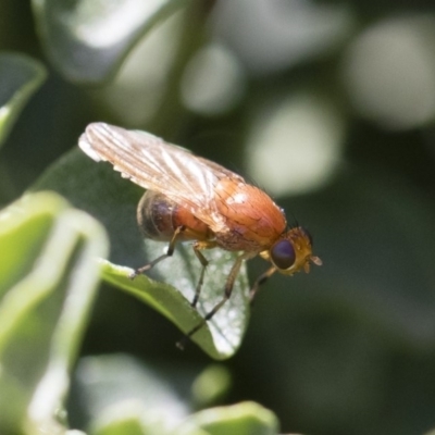 Lauxaniidae (family) (Unidentified lauxaniid fly) at Michelago, NSW - 10 Nov 2018 by Illilanga