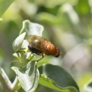 Lauxaniidae (family) at Michelago, NSW - 10 Nov 2018