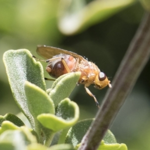 Lauxaniidae (family) at Michelago, NSW - 10 Nov 2018