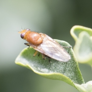 Lauxaniidae (family) at Michelago, NSW - 10 Nov 2018