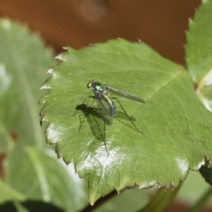 Austrosciapus sp. (genus) at Michelago, NSW - 11 Nov 2018 10:33 AM