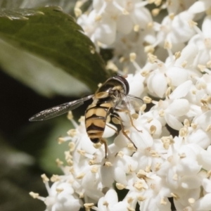 Simosyrphus grandicornis at Michelago, NSW - 10 Nov 2018 10:49 AM