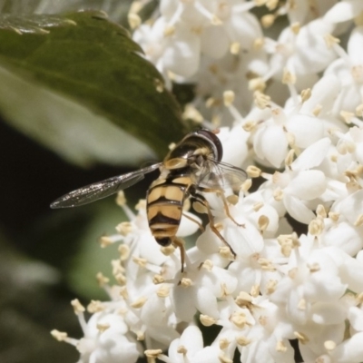 Simosyrphus grandicornis (Common hover fly) at Michelago, NSW - 9 Nov 2018 by Illilanga