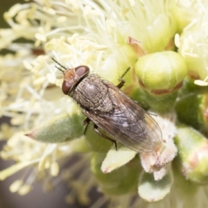 Rhiniidae sp. (family) at Michelago, NSW - 10 Nov 2018 10:07 AM