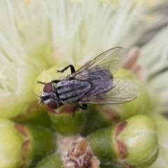 Sarcophagidae sp. (family) (Unidentified flesh fly) at Michelago, NSW - 9 Nov 2018 by Illilanga