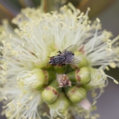 Sarcophagidae sp. (family) at Michelago, NSW - 10 Nov 2018