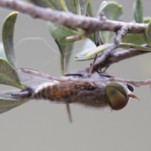 Tabanidae (family) at Michelago, NSW - 3 Jan 2018 05:58 PM