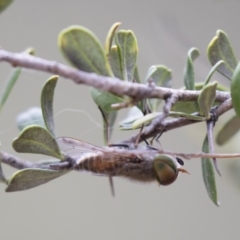 Tabanidae (family) at Michelago, NSW - 3 Jan 2018 05:58 PM