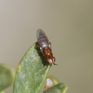 Chloropidae (family) at Michelago, NSW - 5 Nov 2017