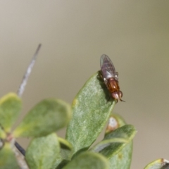 Chloropidae (family) at Michelago, NSW - 5 Nov 2017 12:18 PM