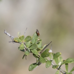 Chloropidae (family) at Michelago, NSW - 5 Nov 2017 12:18 PM