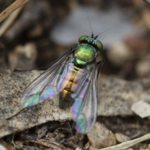 Dolichopodidae (family) at Michelago, NSW - 26 Oct 2017