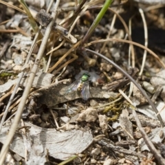 Dolichopodidae (family) at Michelago, NSW - 26 Oct 2017