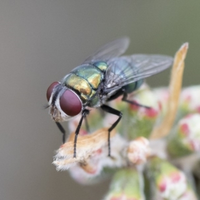 Calliphoridae (family) (Unidentified blowfly) at Michelago, NSW - 9 Nov 2018 by Illilanga
